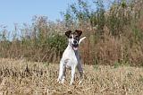 FOX TERRIER POIL LISSE 022